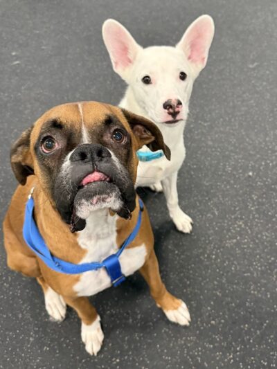 Dogtopia of Port Chester - Port Chester, NY