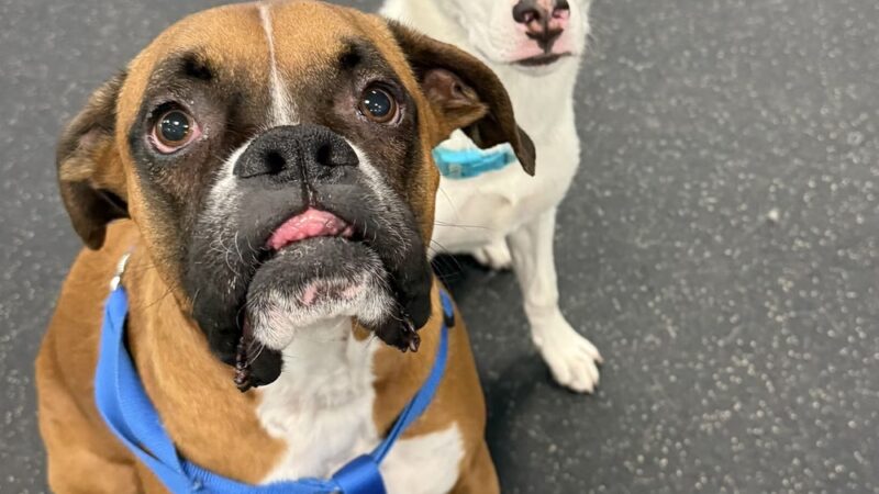 Dogtopia of Port Chester - Port Chester, NY