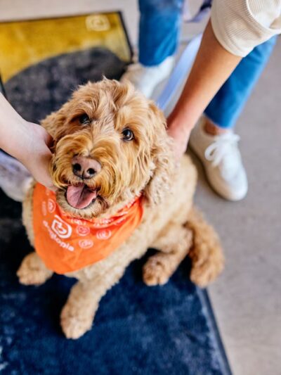 Dogtopia of Port Chester - Port Chester, NY