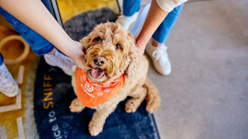 Dogtopia of Port Chester - Port Chester, NY