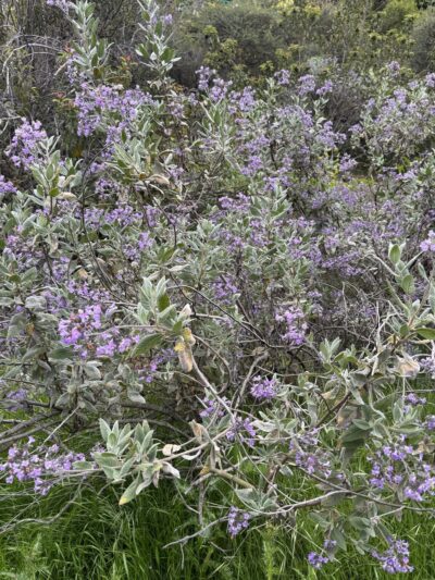 Hollywood Park - San Diego, CA