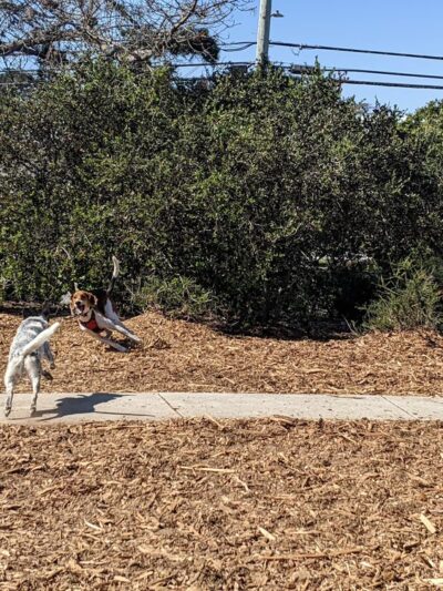 Pacchetti Dog Park - Seaside, CA