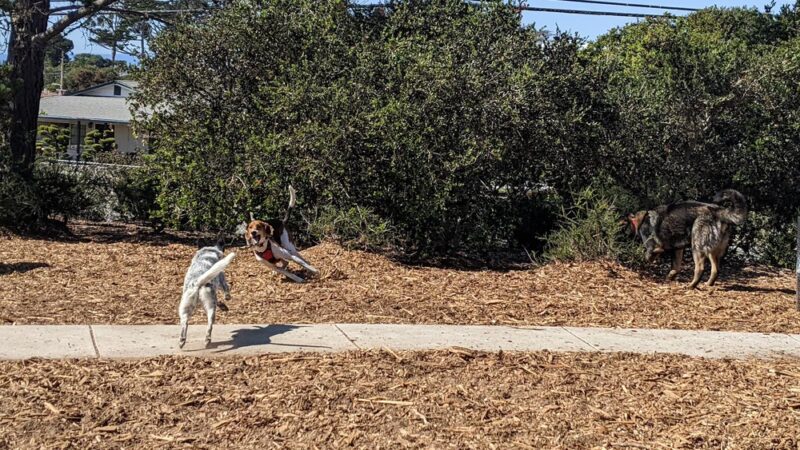 Pacchetti Dog Park - Seaside, CA