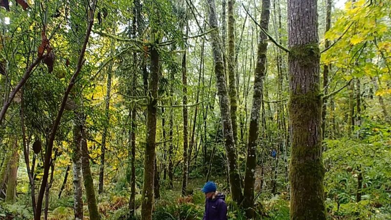 Judd Creek Preserve - Vashon, WA